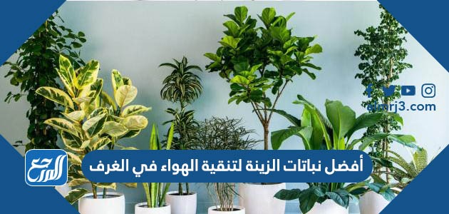 أفضل نباتات الزينة لتنقية الهواء في الغرف