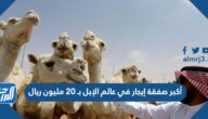 تفاصيل أكبر صفقة إيجار في عالم الإبل بـ 20 مليون ريال