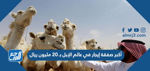 أكبر صفقة إيجار في عالم الإبل بـ 20 مليون ريال