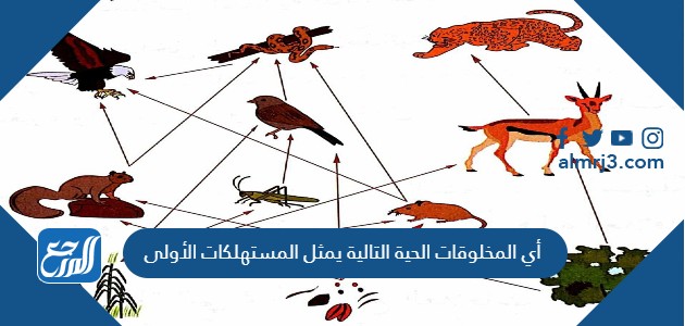 أي المخلوقات الحية التالية يمثل المستهلكات الأولى