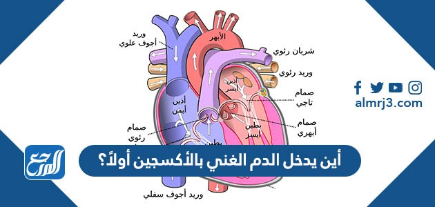 اين يدخل الدم الغني بالاكسجين اولا