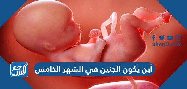 أين يكون الجنين في الشهر الخامس