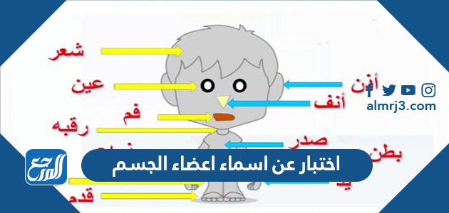 اختبار عن اسماء اعضاء الجسم