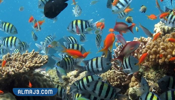 اذا كان عدد الاسماك في احدى البحيرات 3400 سمكه