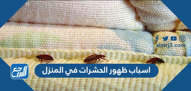 اسباب ظهور الحشرات في المنزل