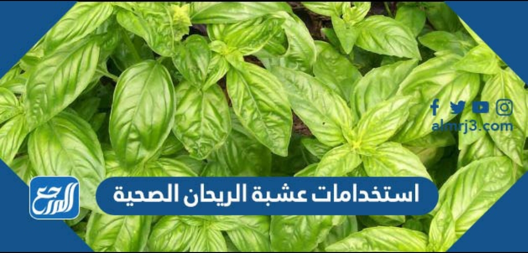 استخدامات عشبة الريحان الصحية