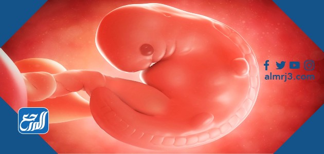 اعشاب تساعد على الحمل