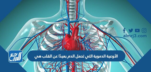 الأوعية الدموية التي تحمل الدم بعيدًا عن القلب هي