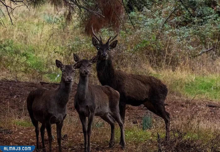 الأيل البربري