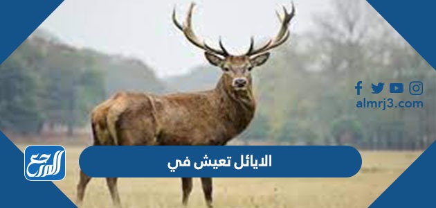 الايائل تعيش في