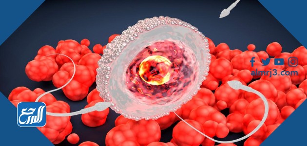 البويضة في الرحم