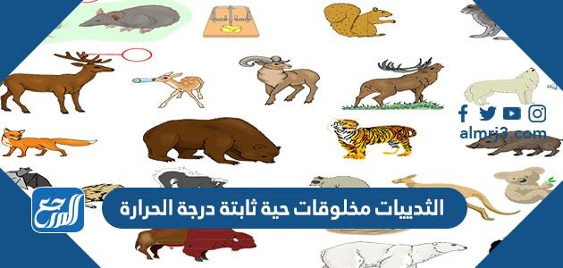 الثدييات مخلوقات حية ثابتة درجة الحرارة