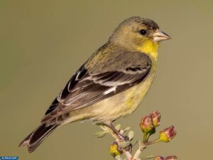 حيوان الحسون