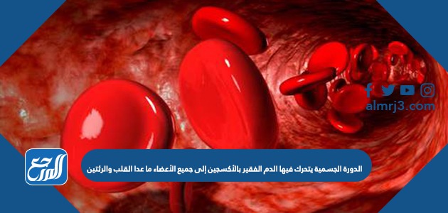 الدورة الجسمية يتحرك فيها الدم الفقير بالأكسجين إلى جميع الأعضاء ما عدا القلب والرئتين