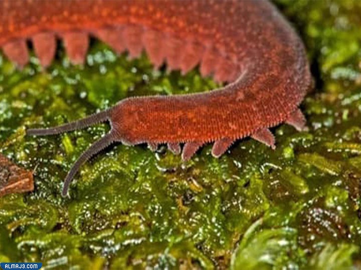 الديدان المخملية التي تنتمي إلى مفصليات الأرجل