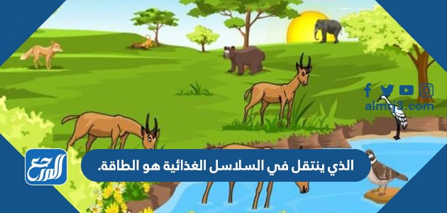 الذي ينتقل في السلاسل الغذائية هو الطاقة.