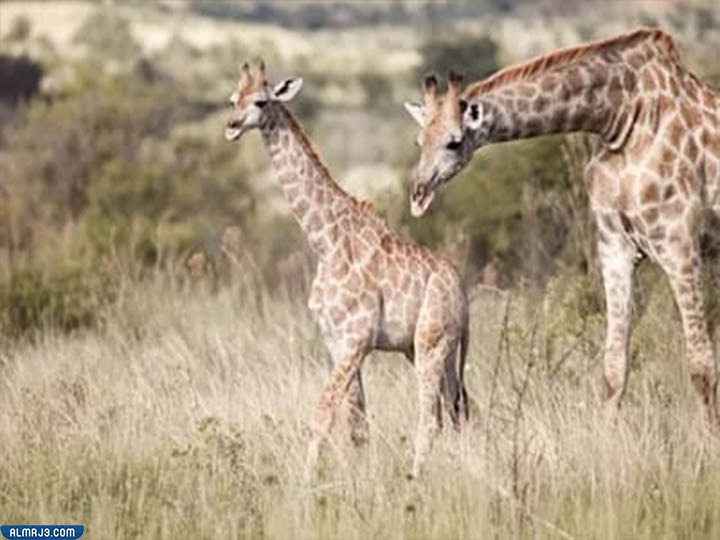 الزرافة أطول المخلوقات البرية بالارتفاع