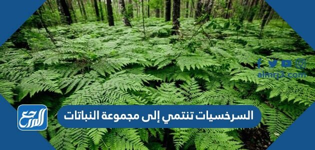 السرسخيات تنتمي إلى مجموعة النباتات