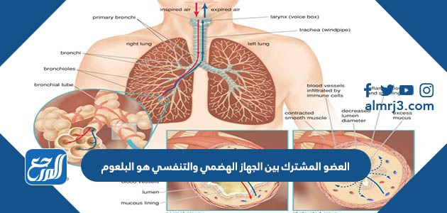 العضو المشترك بين الجهاز الهضمي والتنفسي هو البلعوم
