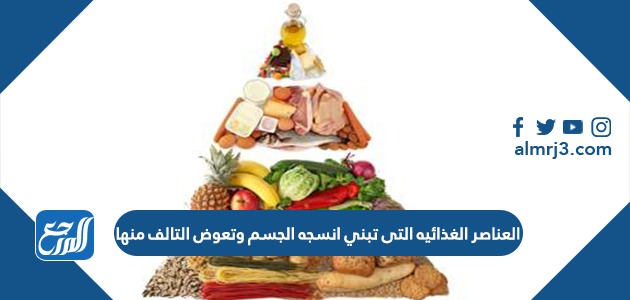 العناصر الغذائيه التى تبني انسجه الجسم وتعوض التالف منها