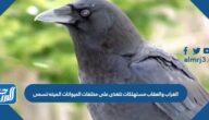 الغراب والعقاب مستهلكات تتغذى على مخلفات الحيوانات الميته تسمى