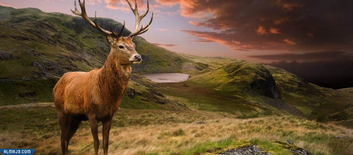 الغزال الأحمر الأوروبي