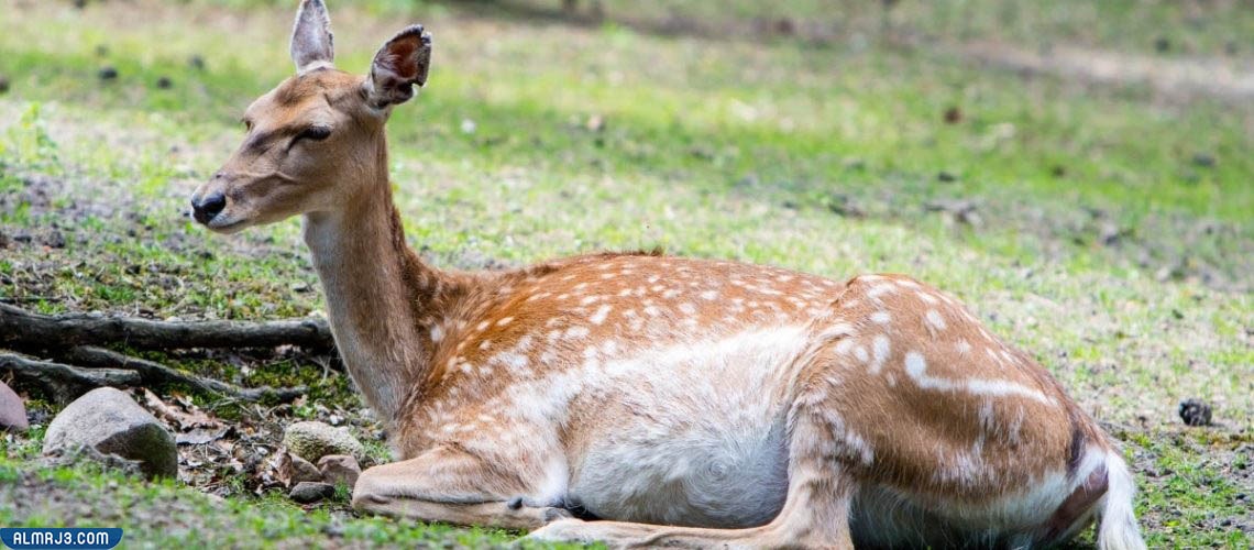 الغزال الأسمر الفارسي