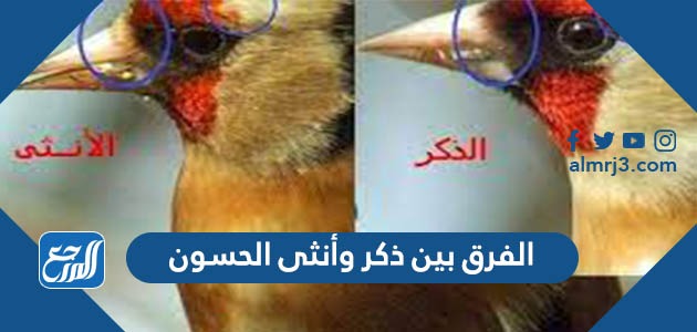 الفرق بين ذكر وأنثى الحسون