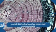اللحاء phloem هو النسيج الوعائي الناقل للغذاء من الأوراق لأجزاء النبات