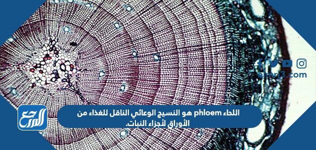 اللحاء phloem هو النسيج الوعائي الناقل للغذاء من الأوراق لأجزاء النبات