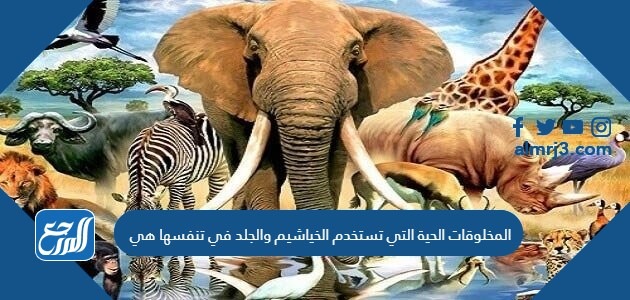 المخلوقات الحية التي تستخدم الخياشيم والجلد في تنفسها هي