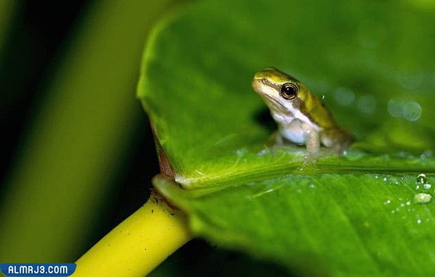 المرحلة الأخيرة بعد أن يتحول الشرغوف إلى ضفدع كامل