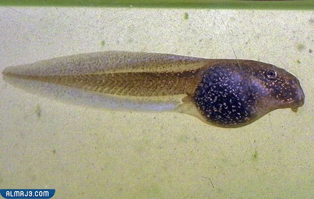 المرحلة الأولى من نمو الشرغوف دون أرجل