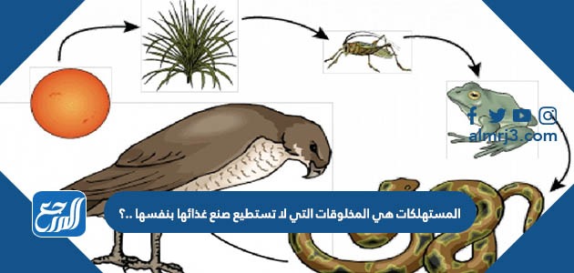 المستهلكات هي المخلوقات التي لا تستطيع صنع غذائها بنفسها ..؟