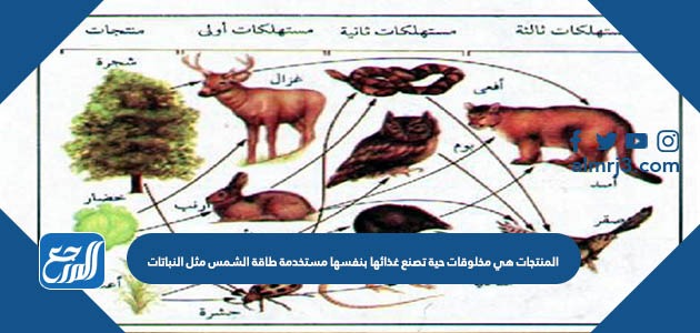 المنتجات هي مخلوقات حية تصنع غذائها بنفسها مستخدمة طاقة الشمس مثل النباتات