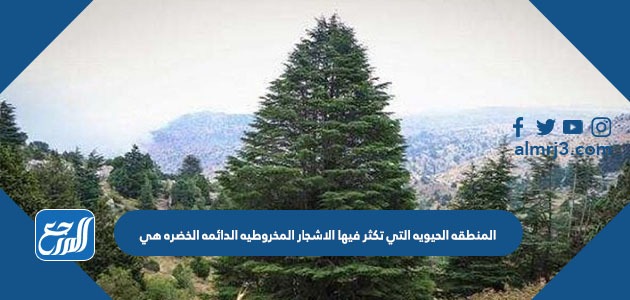 المنطقه الحيويه التي تكثر فيها الاشجار المخروطيه الدائمه الخضره هي