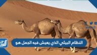 النظام البيئي الذي يعيش فيه الجمل هو