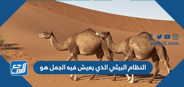 النظام البيئي الذي يعيش فيه الجمل هو