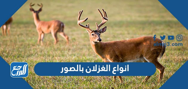 انواع الغزلان بالصور