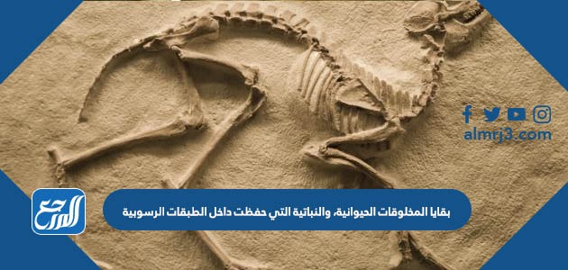 بقايا المخلوقات الحيوانية، والنباتية التي حفظت داخل الطبقات الرسوبية