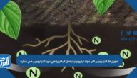 تحويل غاز النيتروجين الى مواد نيتروجينية بفعل البكتيريا في دورة النيتروجين هي عملية