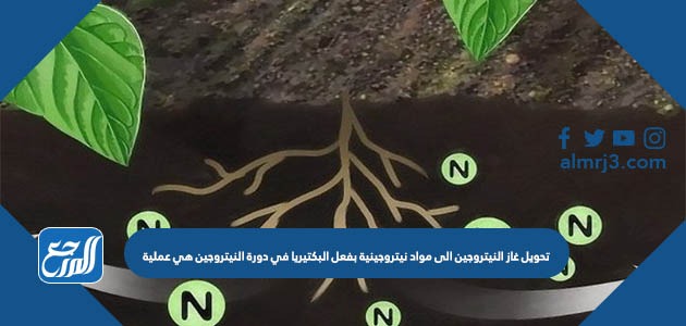 تحويل غاز النيتروجين الى مواد نيتروجينية بفعل البكتيريا في دورة النيتروجين هي عملية