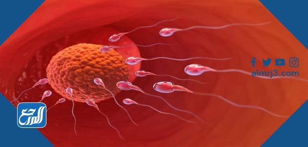 تفجير البويضة