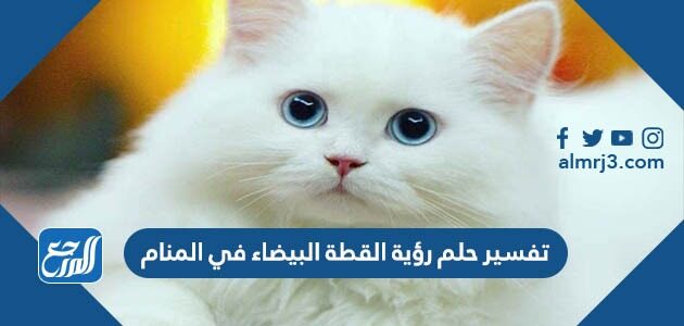 تفسير حلم رؤية القطة البيضاء في المنام