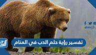 تفسير رؤية حلم الدب في المنام لابن سيرين والنابلسي وابن شاهين
