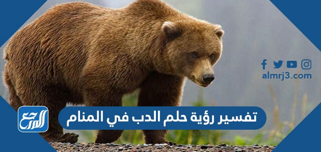 تفسير رؤية حلم الدب في المنام