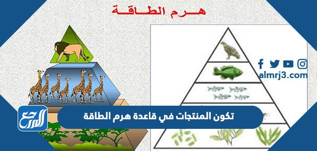 تكون المنتجات في قاعدة هرم الطاقة