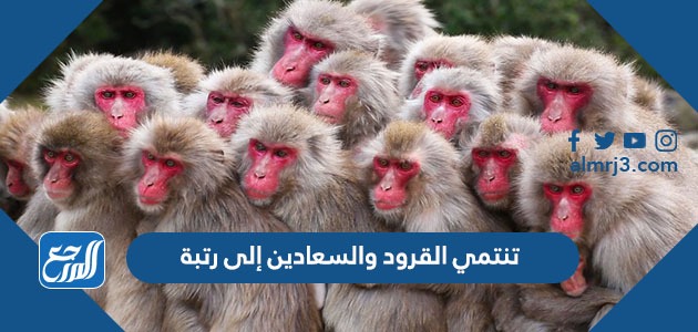 تنتمي القرود والسعادين إلى رتبة