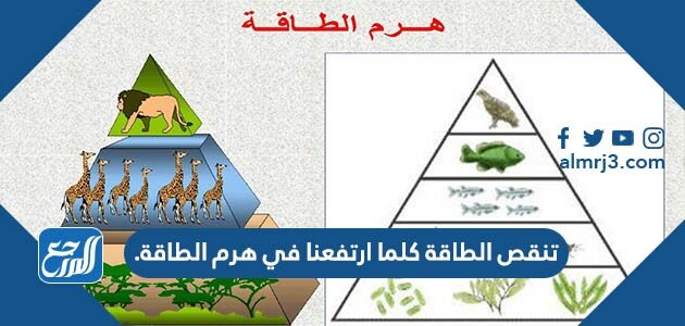 تنقص الطاقة كلما ارتفعنا في هرم الطاقة.