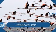 تهاجر بعض الحيوانات